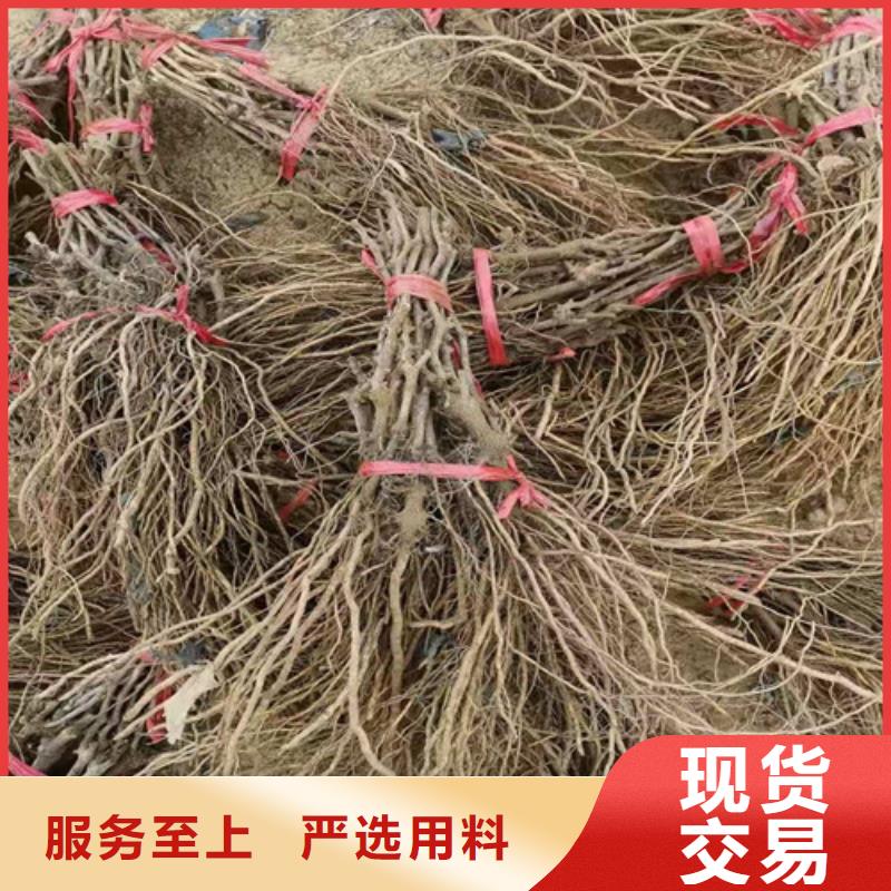 红指葡萄树苗成活率高