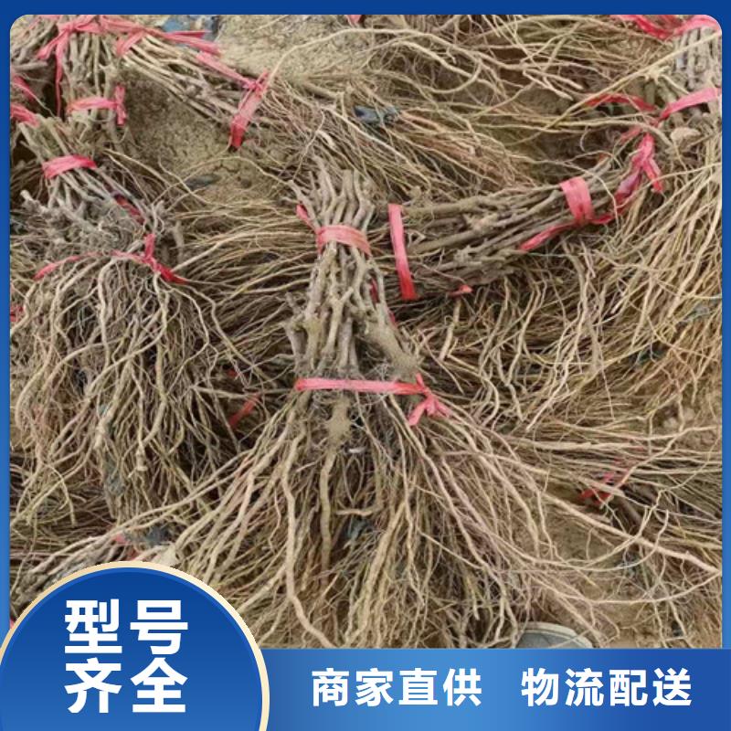 浪漫红颜葡萄树苗