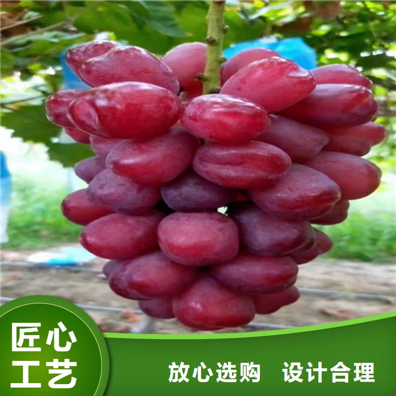 阳光十三葡萄树