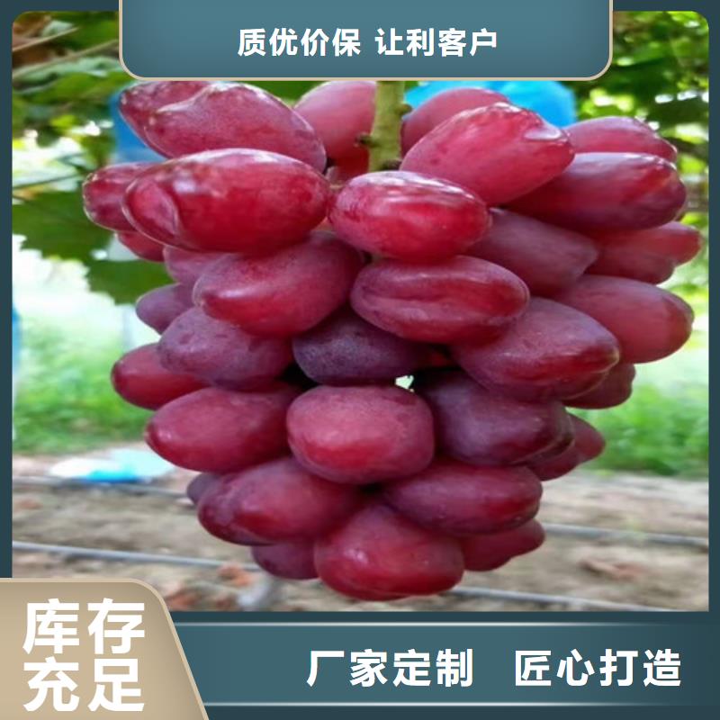 葡萄树苗生产基地