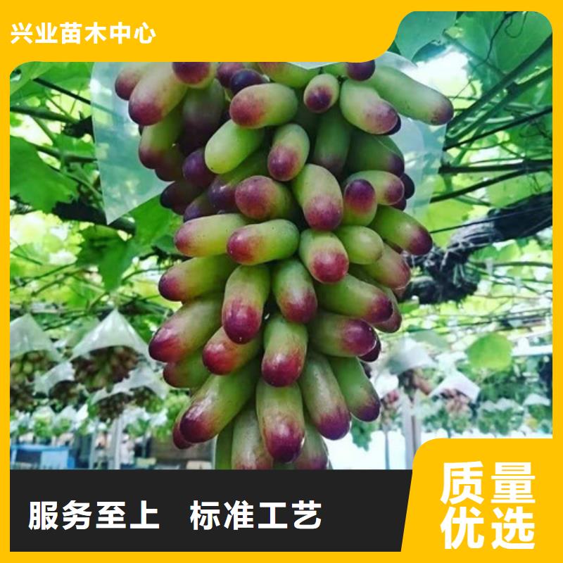 晨香葡萄树苗