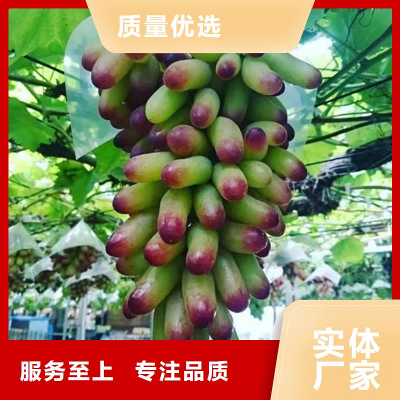 东方之星葡萄苗