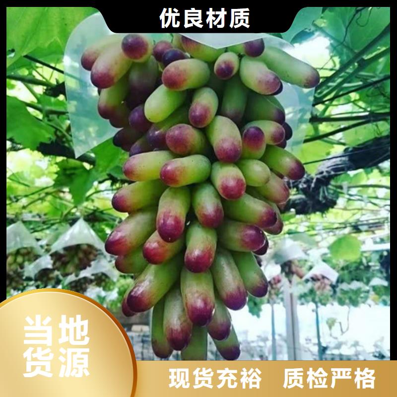 赤霞珠葡萄苗