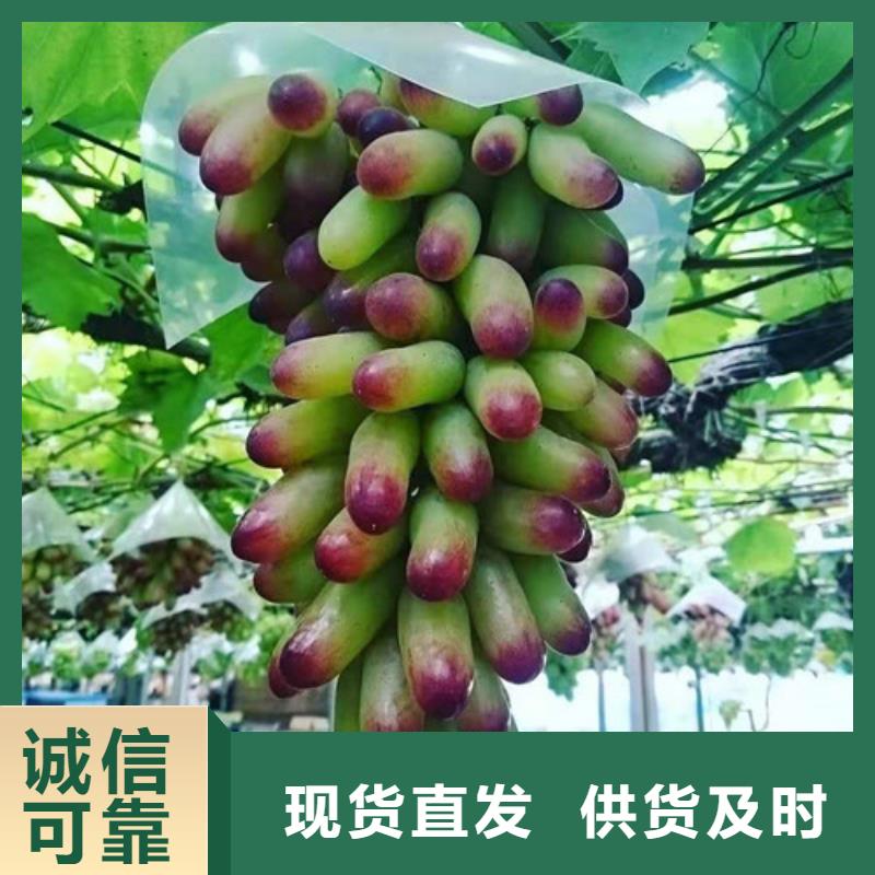 酿酒品种葡萄树苗