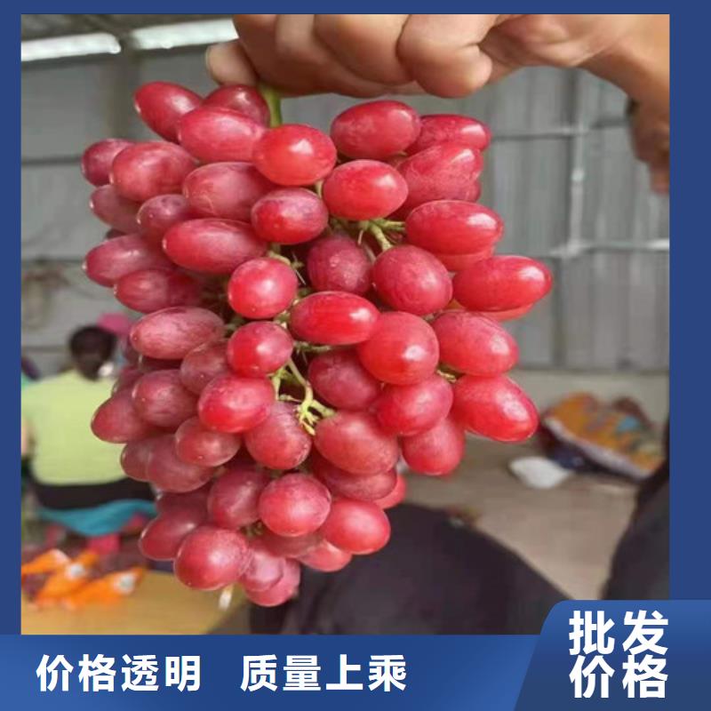 个旧康克葡萄树苗