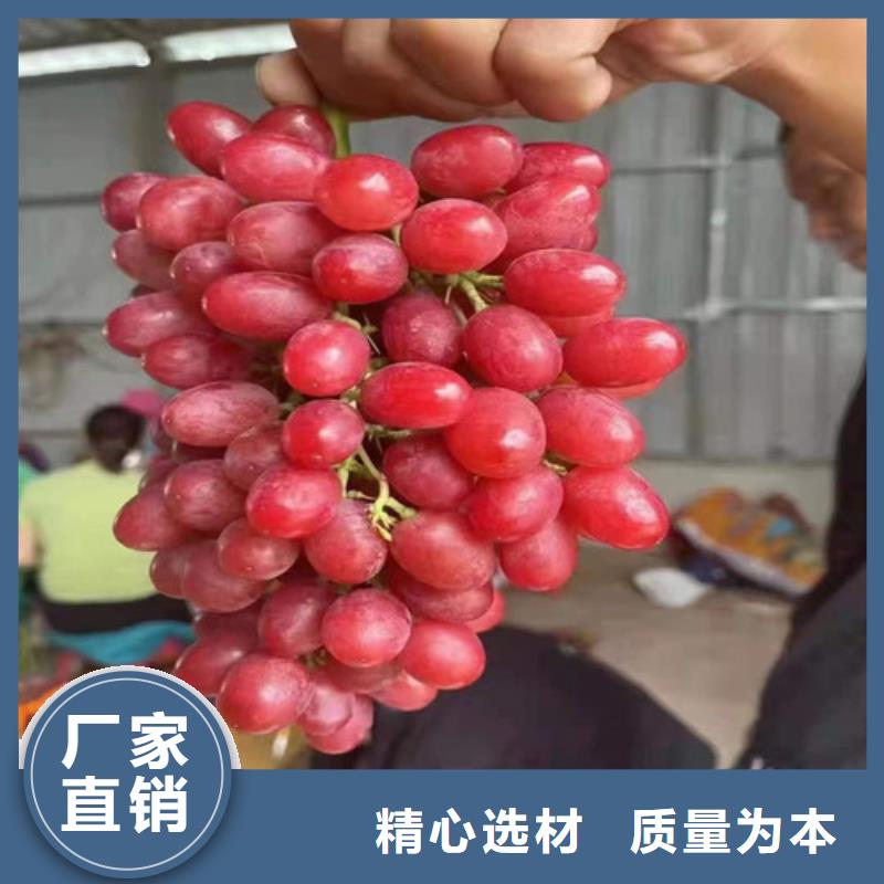 巨玫瑰葡萄苗一亩地利润
