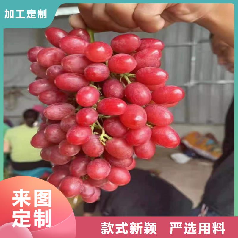 霞多丽葡萄苗