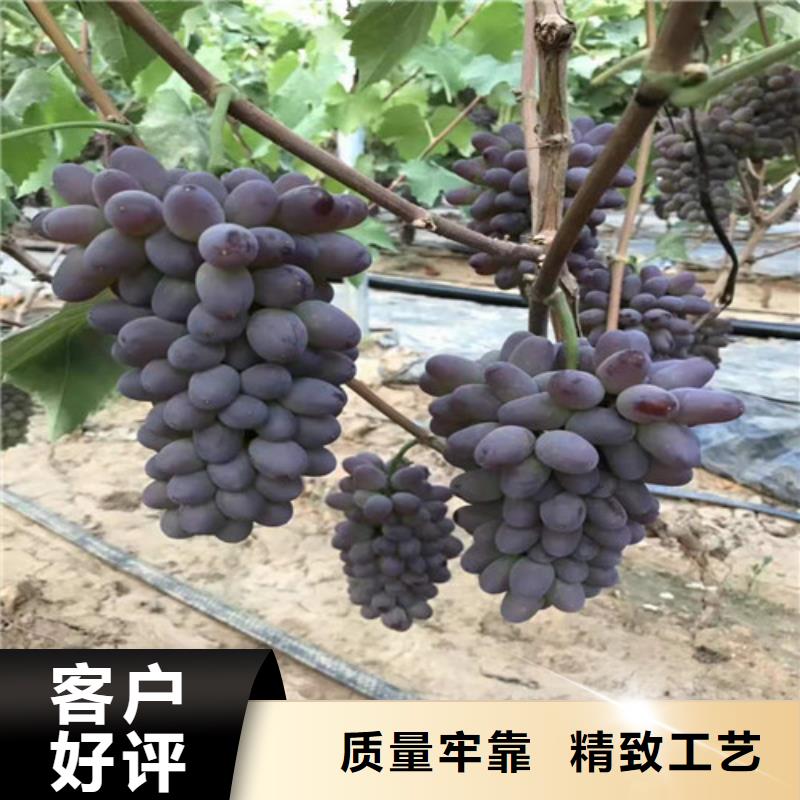 黑提葡萄树苗几年结果