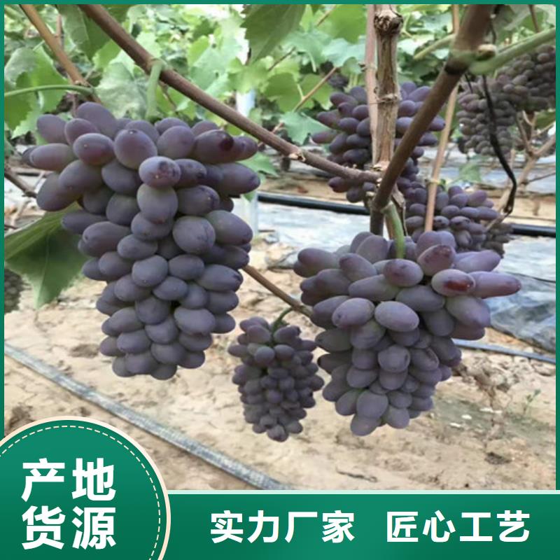弗蕾葡萄苗
