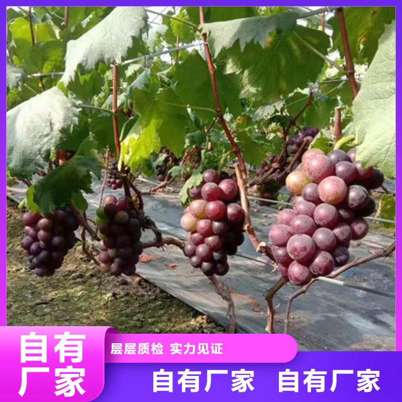 SO4葡萄苗一亩地种植利润