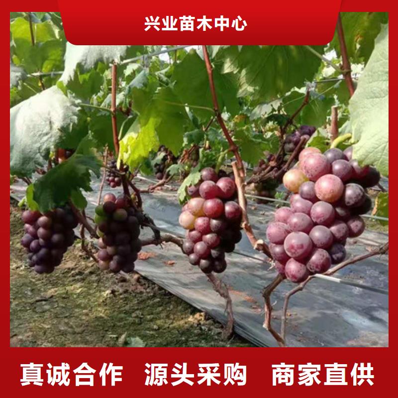 无核葡萄苗种植技术