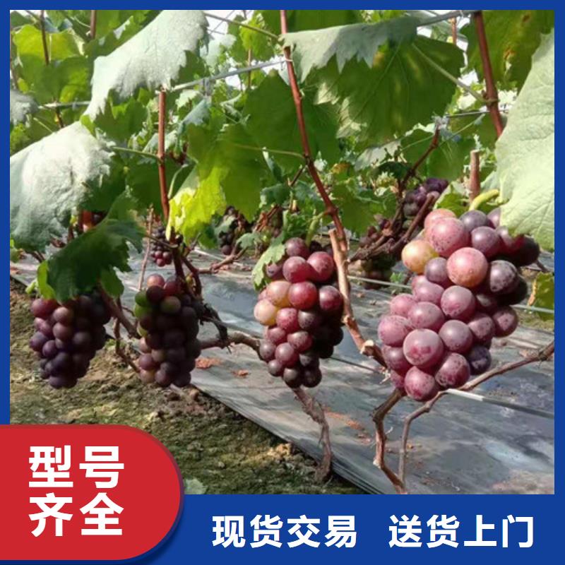 赤霞珠葡萄苗