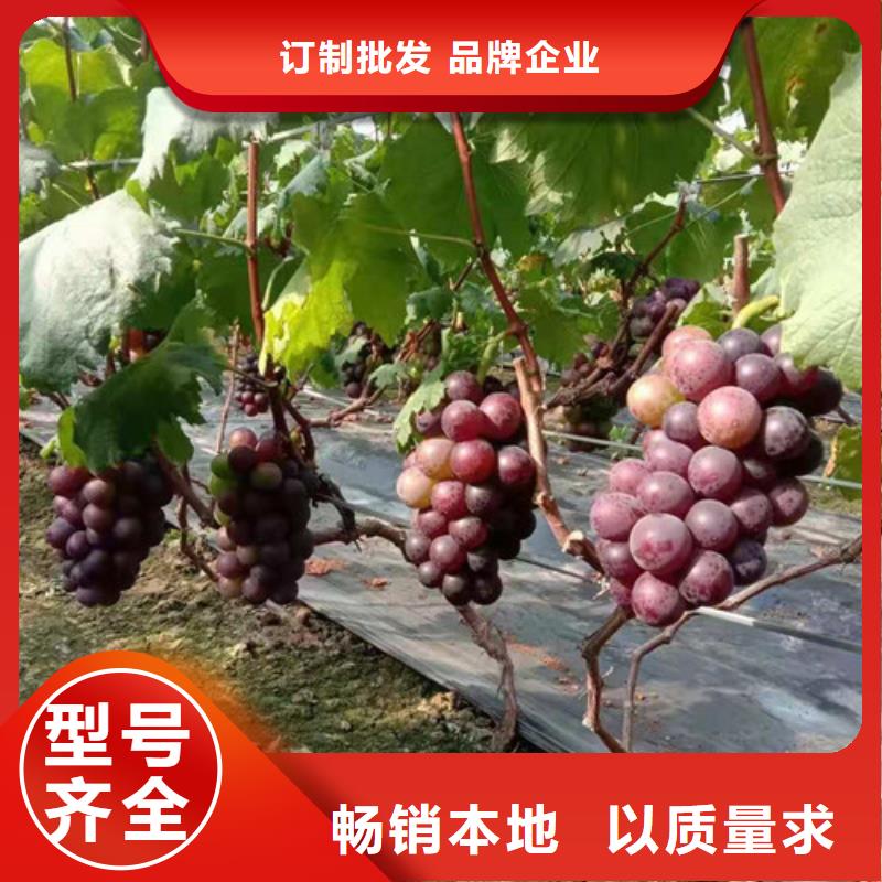 早生内玛斯葡萄苗种植方法