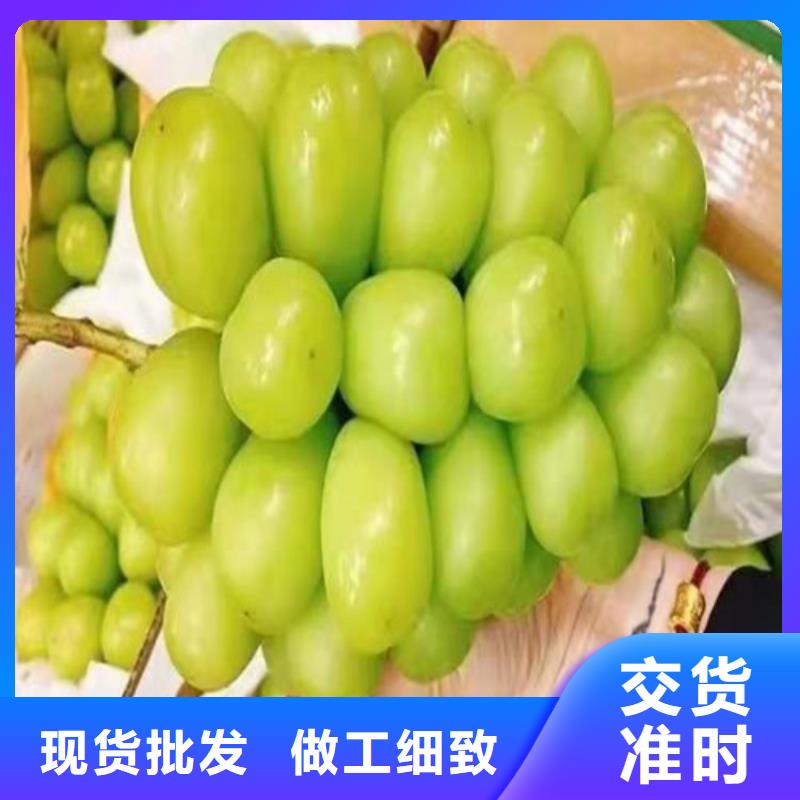 葡萄苗苗圃基地