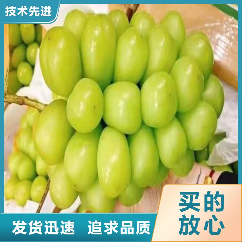 阳光十三葡萄树