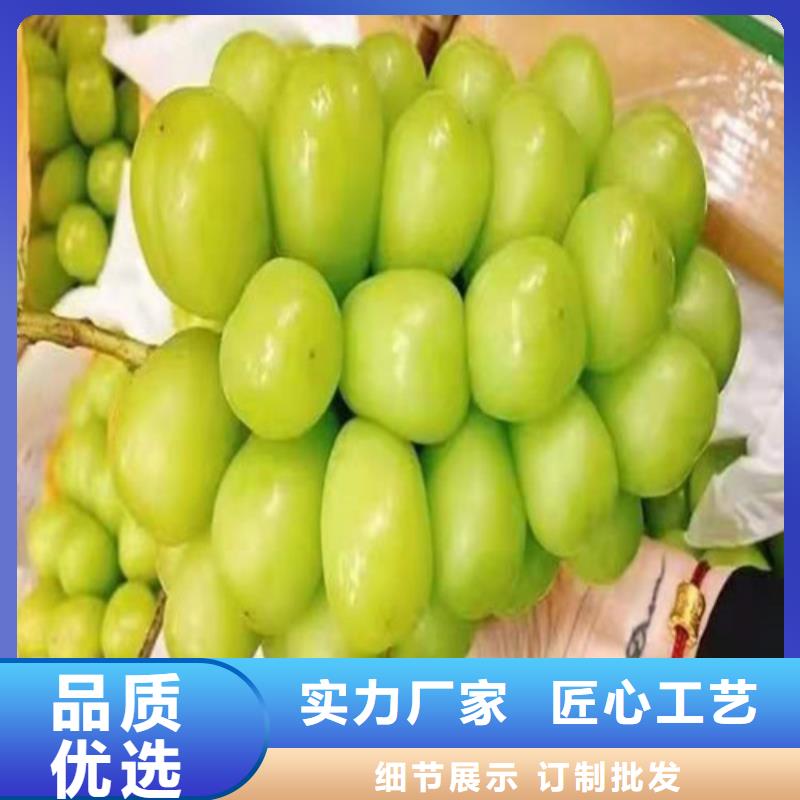 火焰无核葡萄树苗
