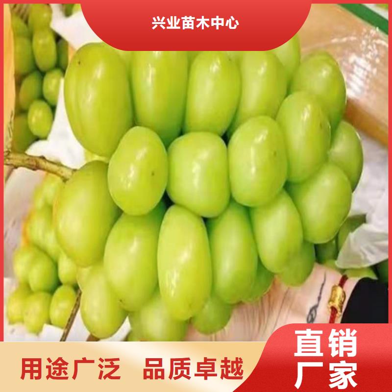 火焰无核葡萄树苗