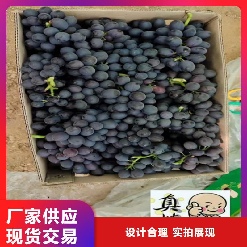 金田美指葡萄苗一亩地种植利润