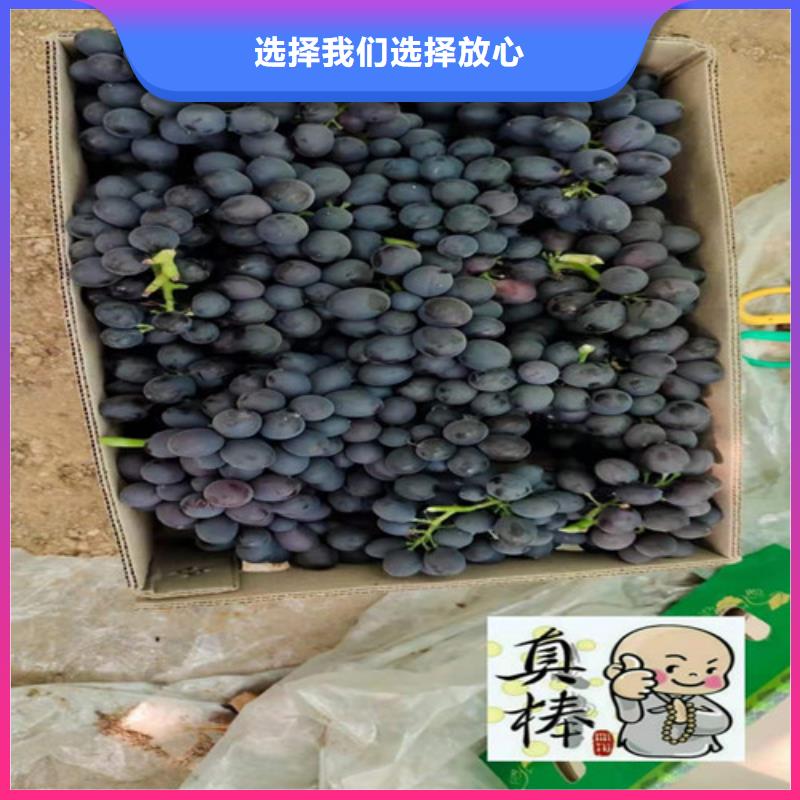 沅陵霞多丽葡萄树苗