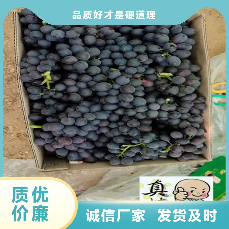 葡萄苗苗圃基地