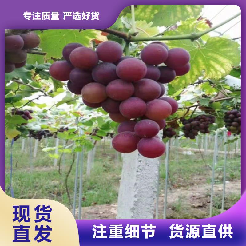 香蕉王葡萄树苗质优价廉