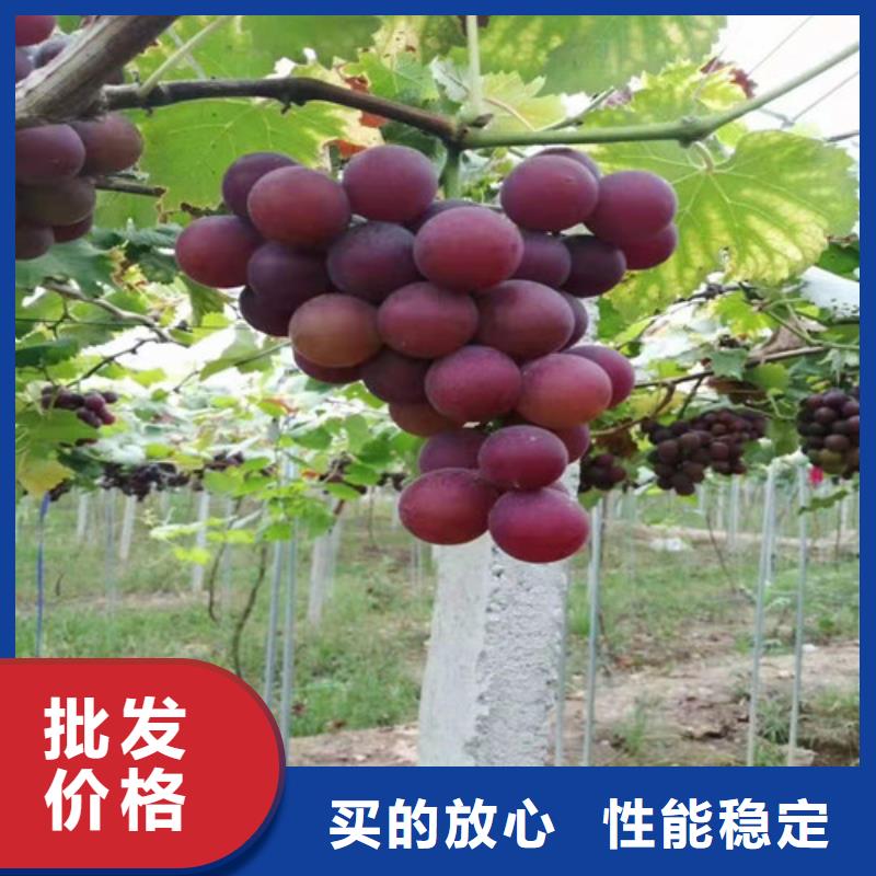 维多利亚葡萄树苗多少钱一株