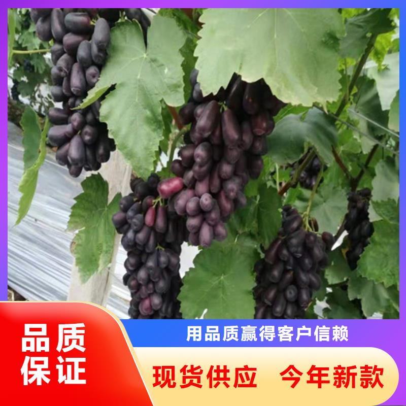 妮娜皇后葡萄树苗