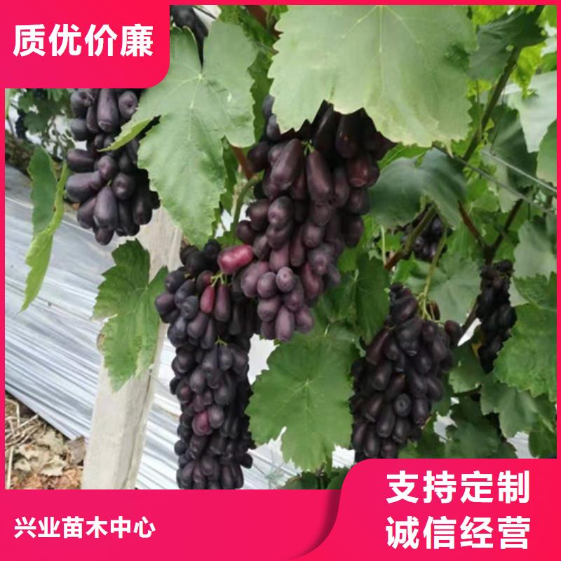 黑色甜菜葡萄树苗