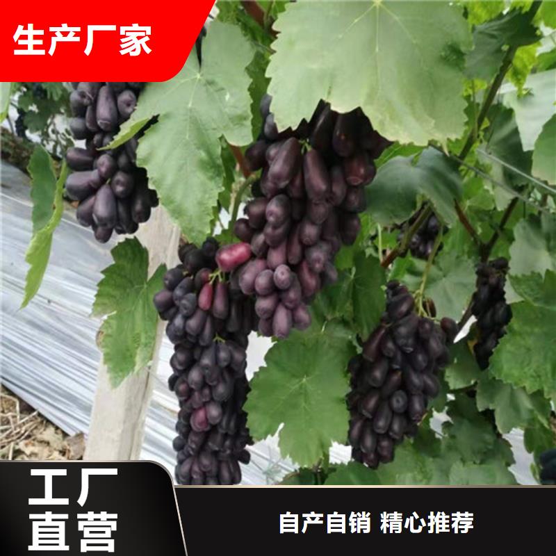 屯昌县葡萄树苗哪里有卖的