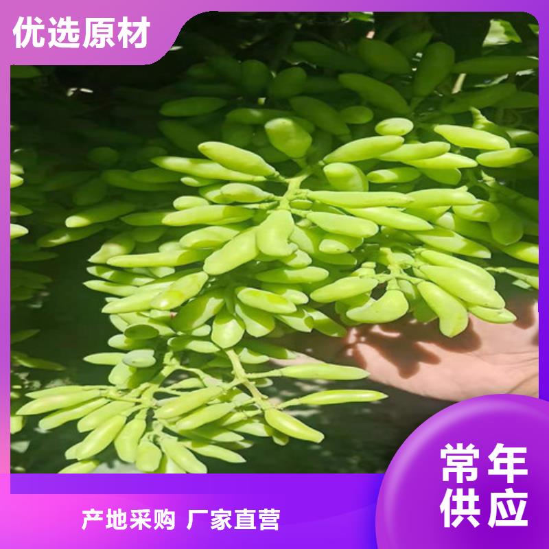 葡萄树苗多少钱一株
