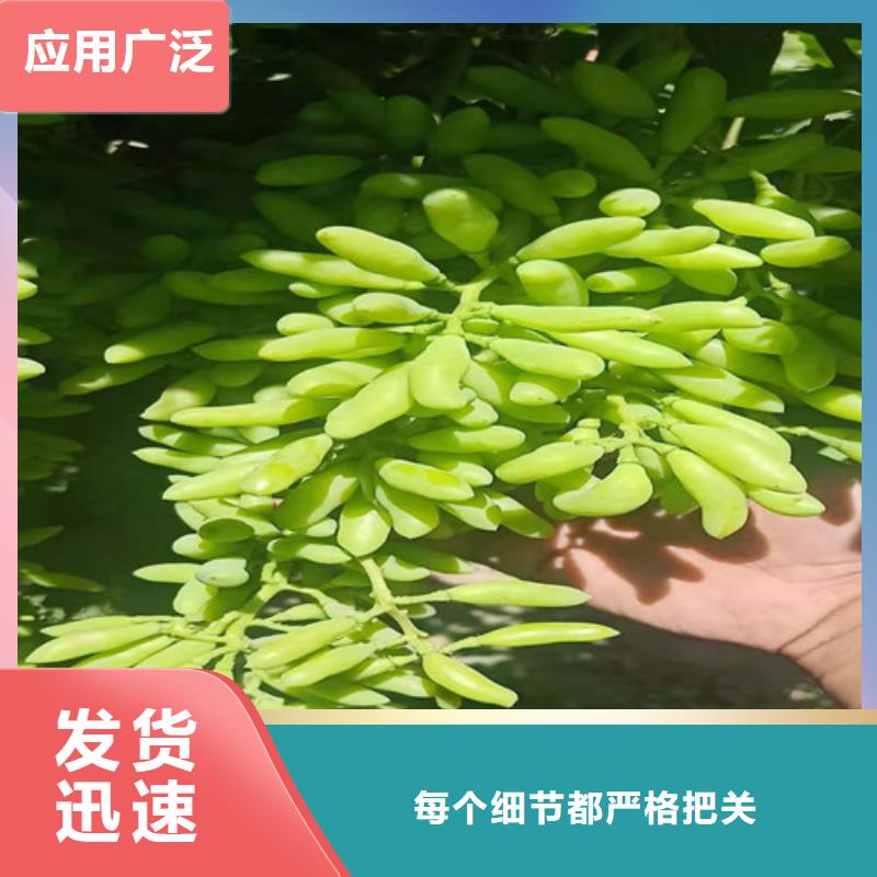 霞多丽葡萄苗用药技术