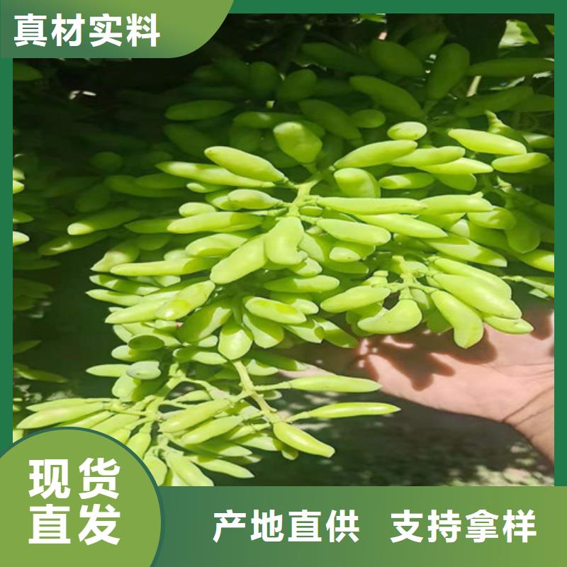 火焰无核葡萄苗