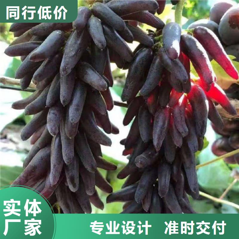 霞多丽葡萄苗哪里的便宜