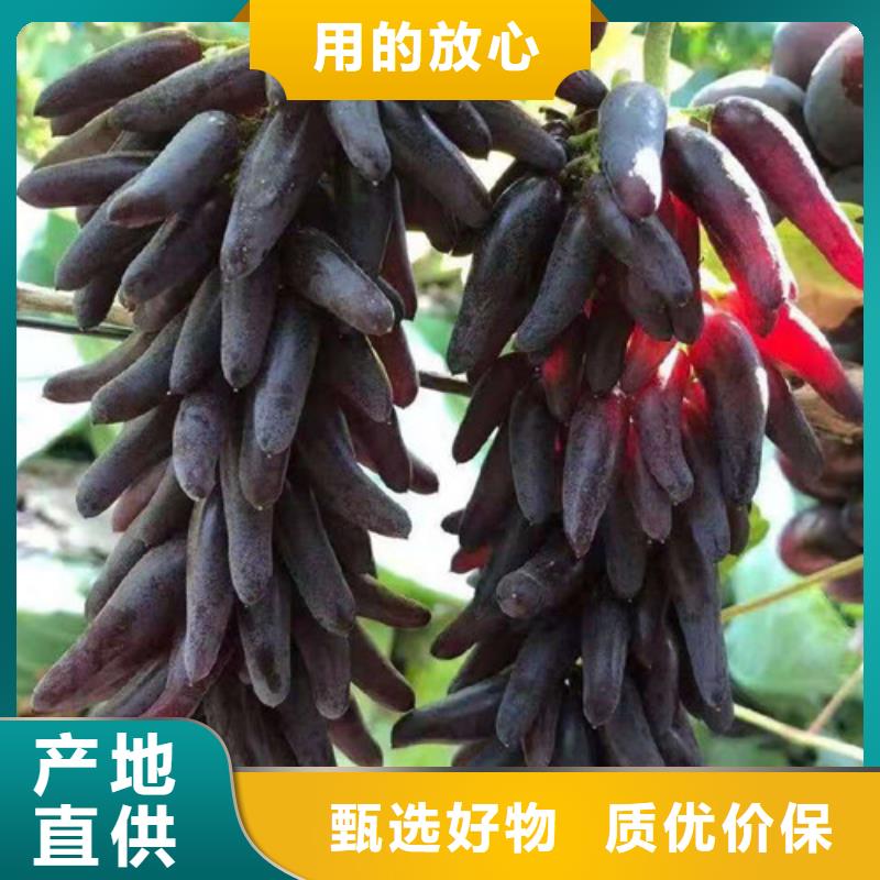 葡萄树苗多少钱一株