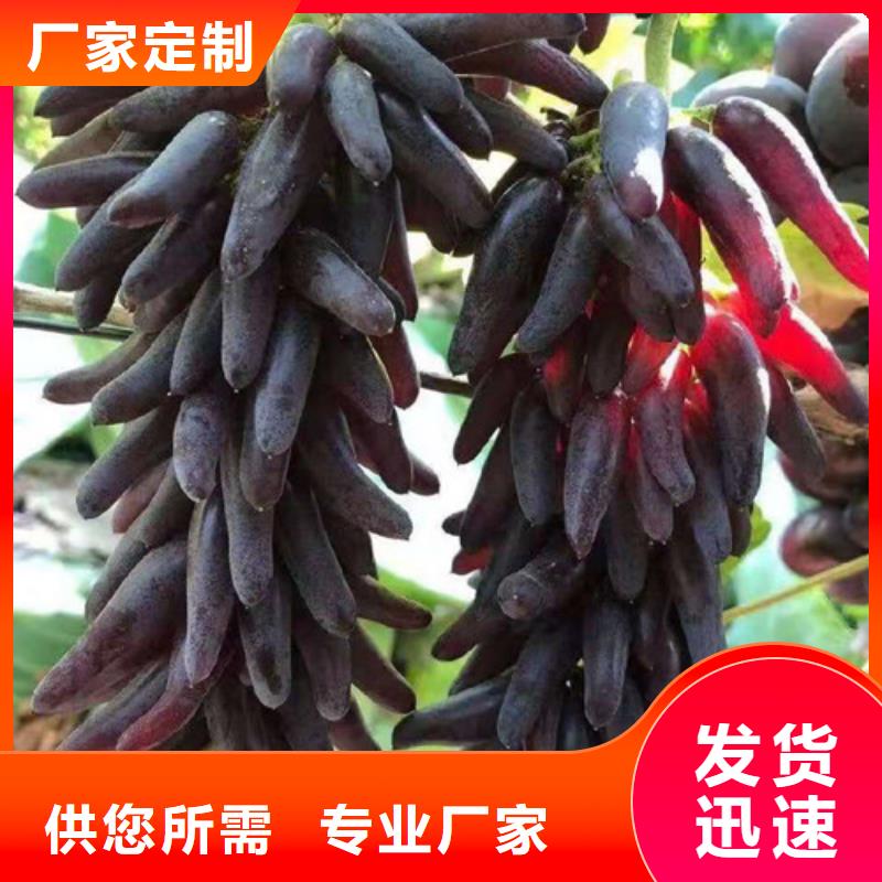 葡萄树苗多少钱一株