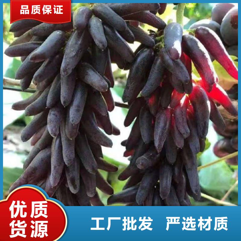 红乳葡萄树苗