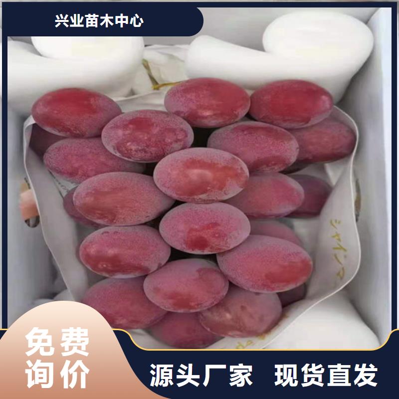 葡萄苗苗圃基地
