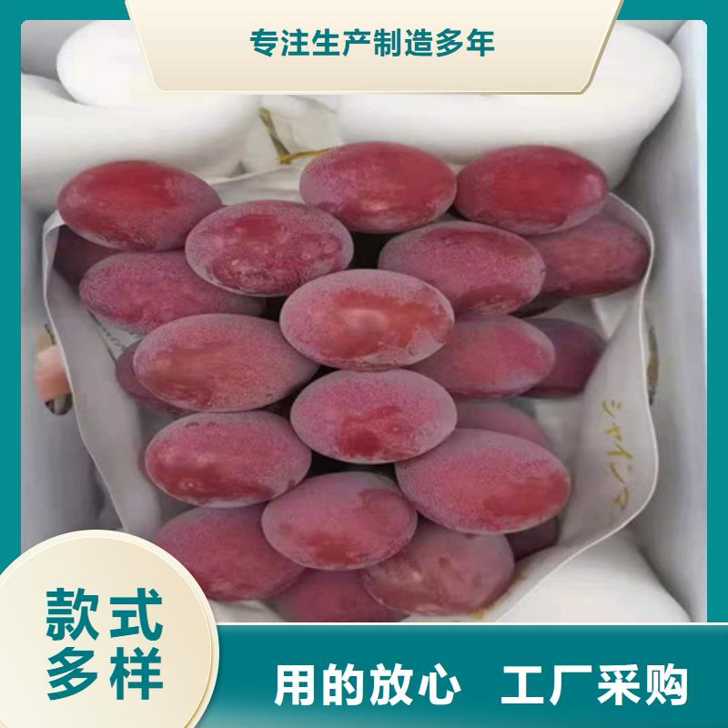 早生内玛斯葡萄苗种植方法