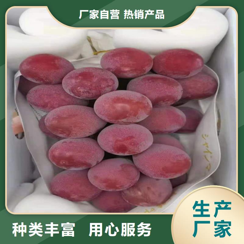 火焰无核葡萄树苗