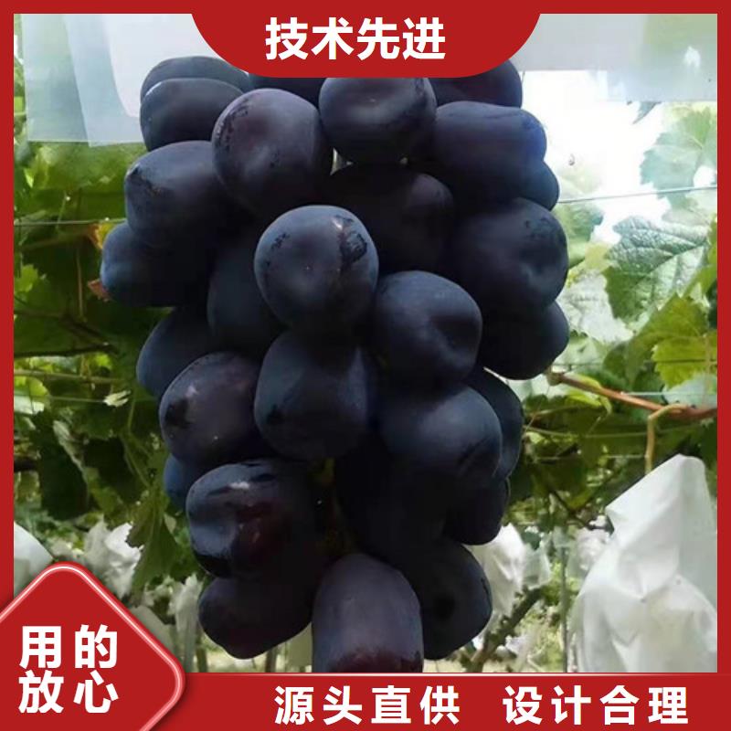 紫甜无核葡萄苗