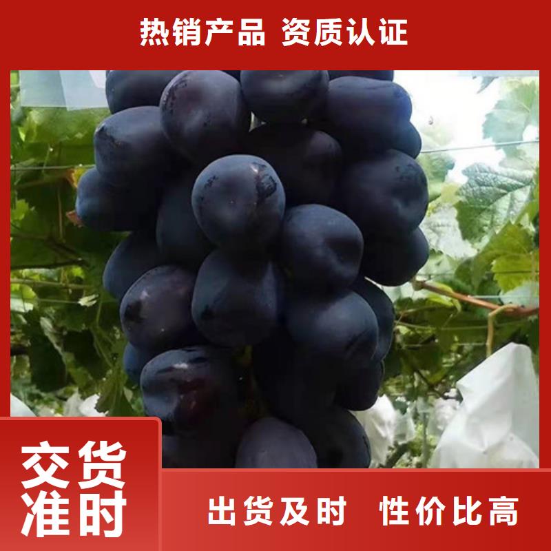 弗蕾葡萄苗