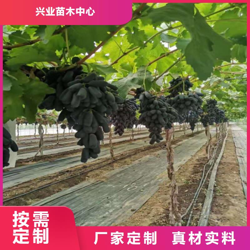 霞多丽葡萄苗哪里的便宜