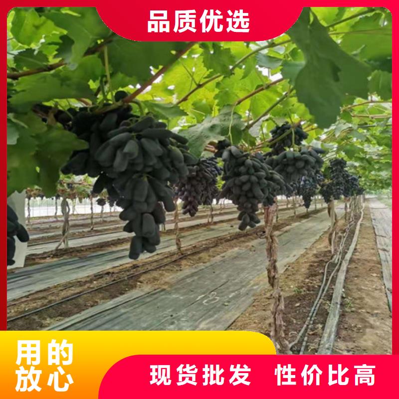 赤霞珠葡萄苗