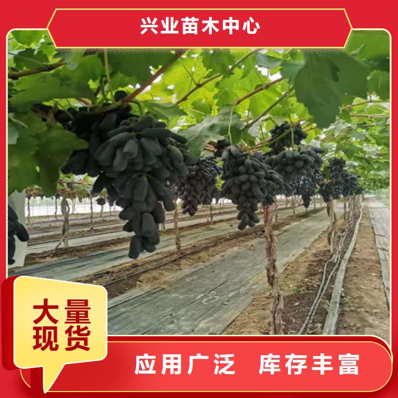 紫甜无核葡萄苗