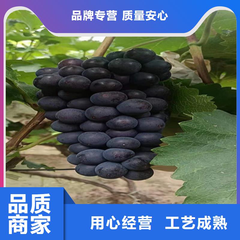 美人指葡萄树苗