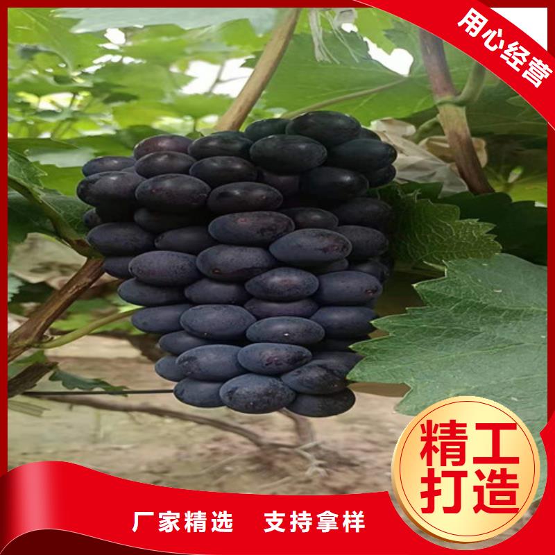 黑提葡萄树苗几年结果