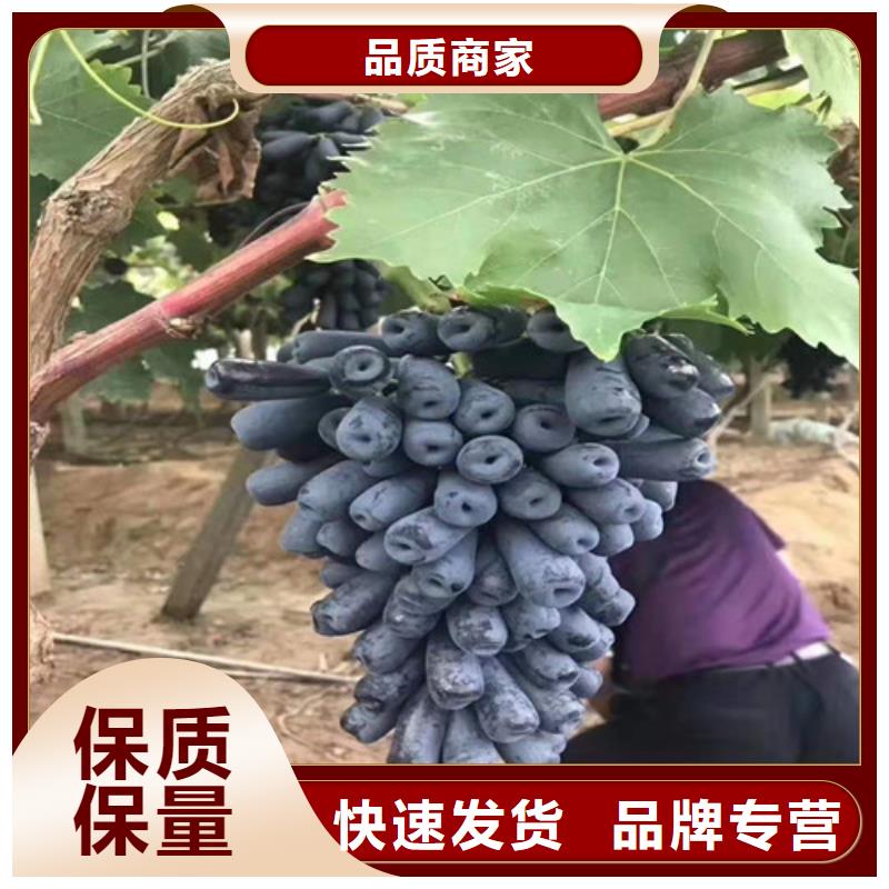占地葡萄树苗哪里的价格低