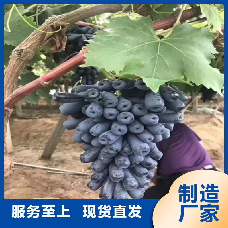 津黑皇葡萄树苗