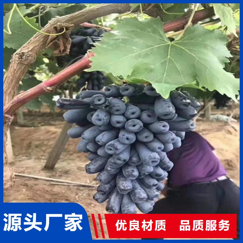 葡萄树苗多少钱一株