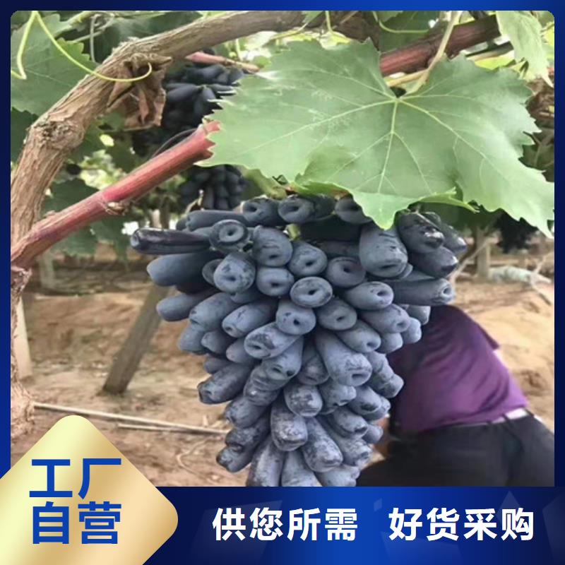 巨峰葡萄苗